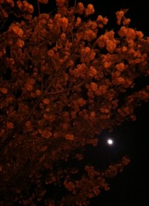 Moon blossoms