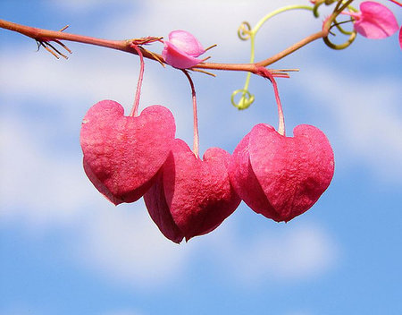 flowering hearts