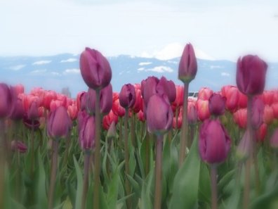 Image courtesy of Elizabeth Schafer Stutzman